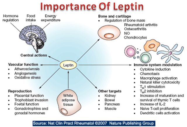Importance-Of-Leptin.png