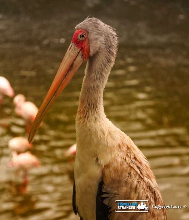 Yellow Billed Stork-1.jpg