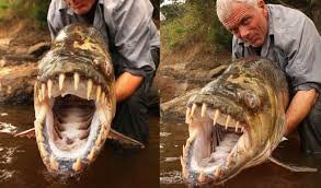 Goliath Tigerfish.jpg