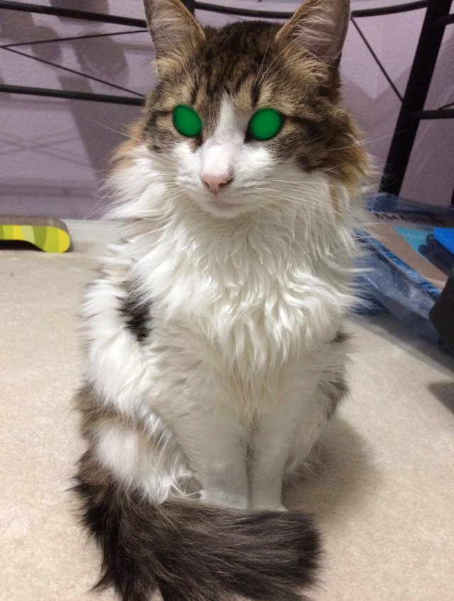 PhotoshoppedMyCatsEyes.jpg