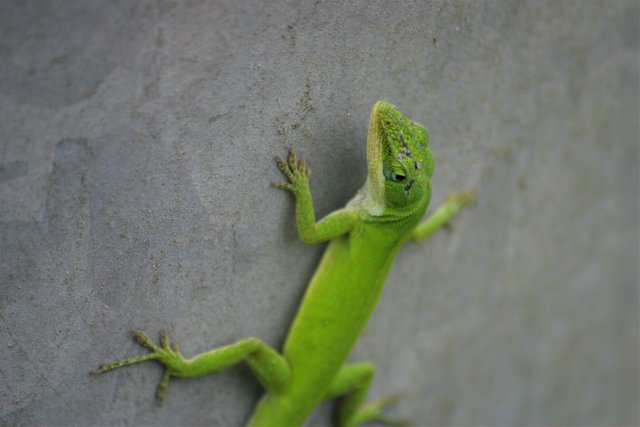 lizard 5.jpg