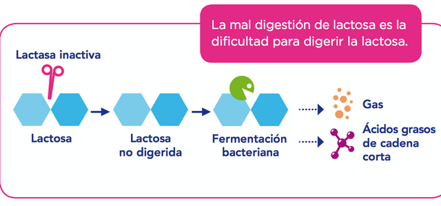 digestion-lactosa.png