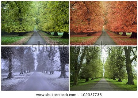 stock-photo-four-seasons-of-a-row-of-lime-trees-102937733.jpg