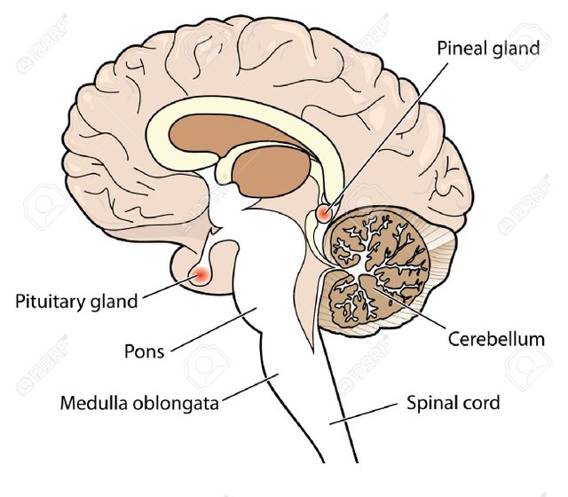 46936653-cross-section-of-brain-showing-the-pituitary-and-pineal-glands-cerebellum-and-brainstem-.jpg