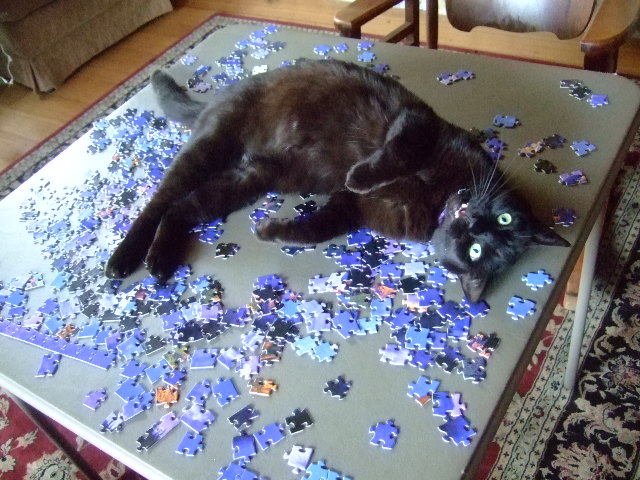 CatDoingPuzzle.jpg