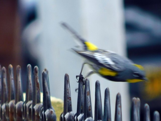 birds of paradise, photography by jeronimo rubio, 2018, all rights reserved, nature (998).JPG