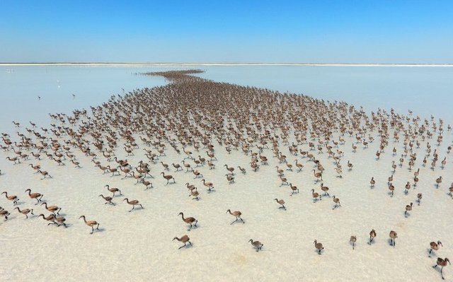 flamingos-beach.jpg