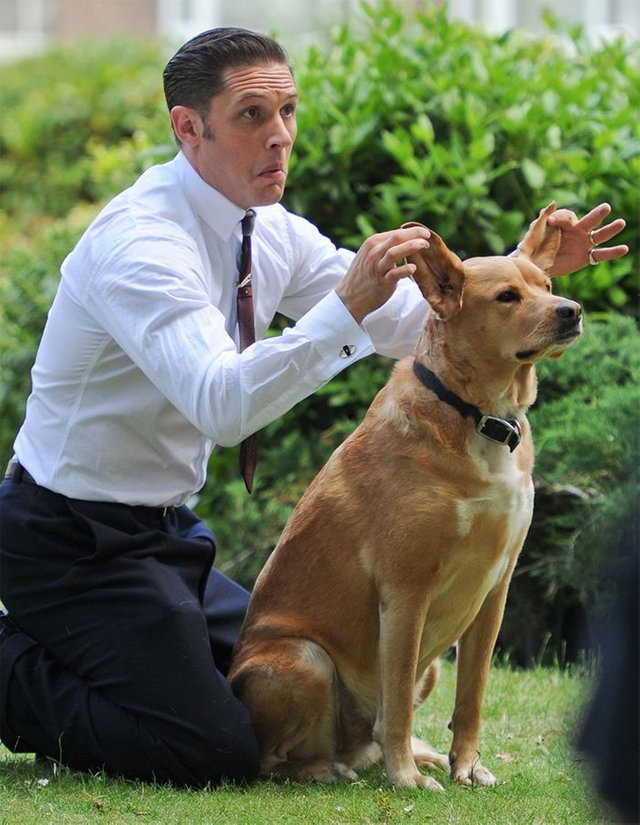 love-for-dogs-tom-hardy-29-59bf87fb631c8__700.jpg