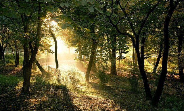 fondos-verano-bosque.jpg