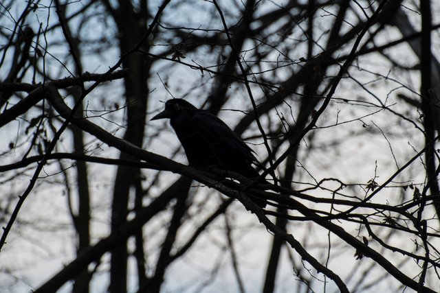 Silhouette of a rook on a branch.jpg