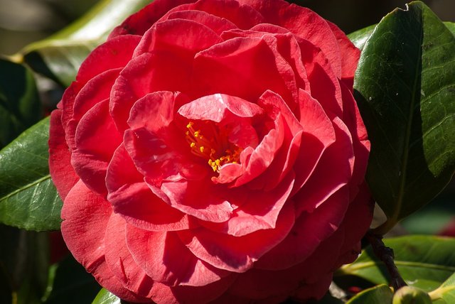 Flower-Camelia-Petals-1313660.jpg