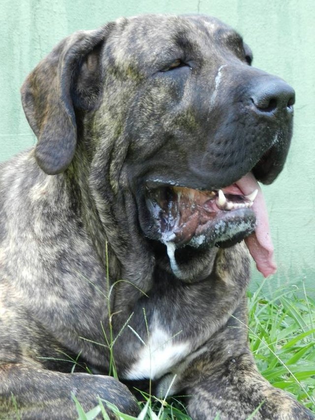  FILA Brasileiro Security Sign Area Patrolled Brazil Guard Owner  pet Filas Dog : Industrial & Scientific