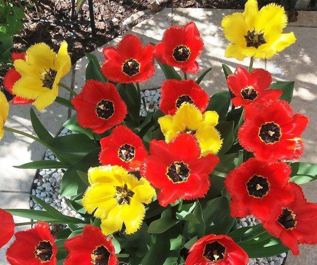 red -yellow tulips 2017.jpg