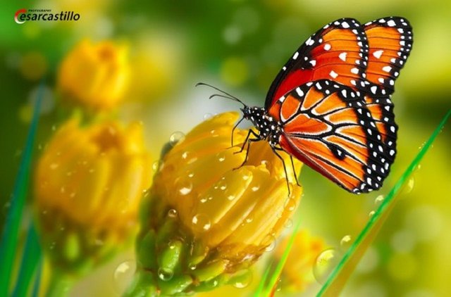 Pollination-600x396.jpg