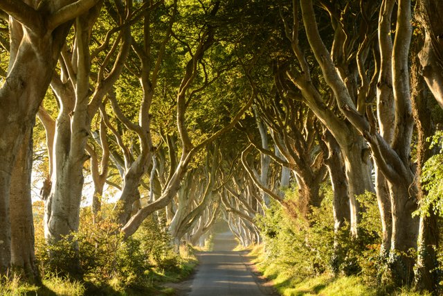 158 Northern Ireland : Antrim : Dark Hedges.jpg