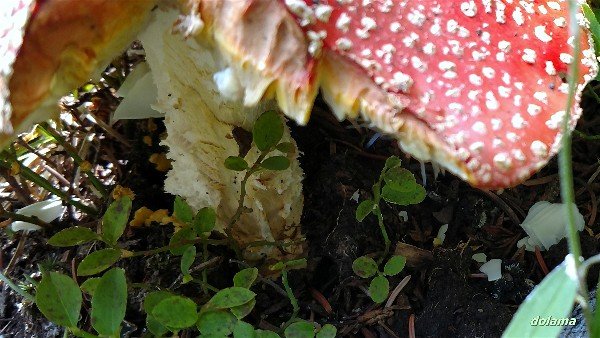 Colorado Amanita-20170813-005-opt.jpg