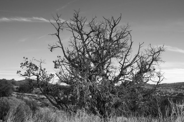 BW Tree-1.jpg