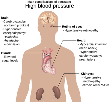the-human-body-1279987__340.png