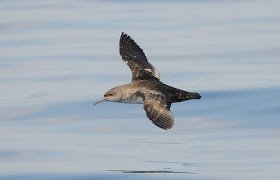 Skua_20100427_161918_%2812560076994%29.jpg