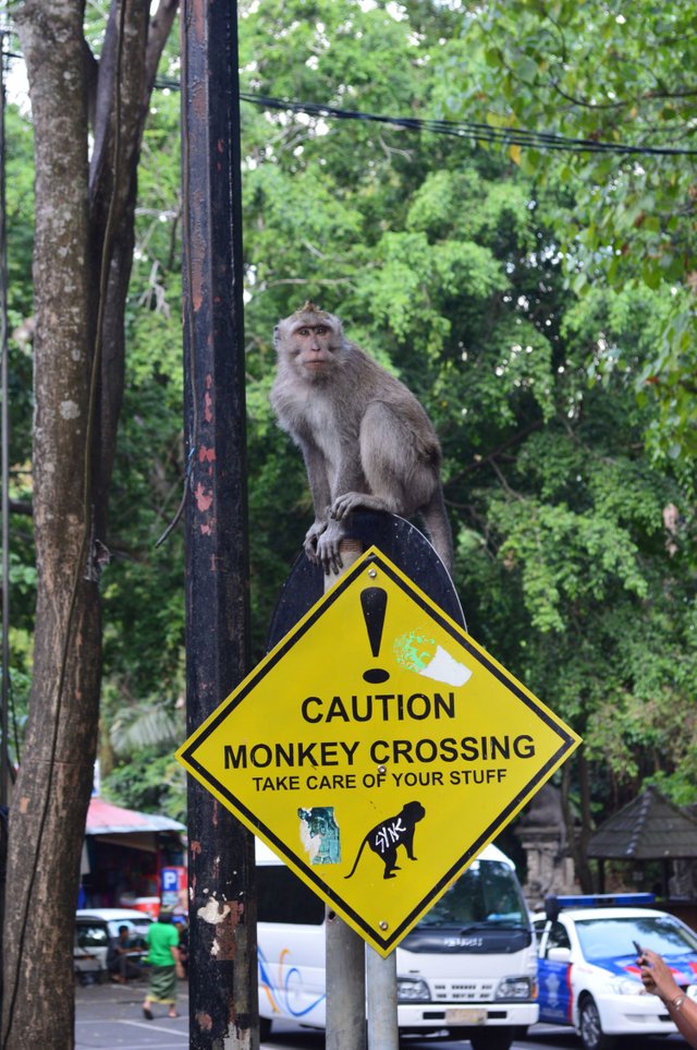 Monkeying Around in Ubud