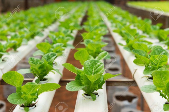 hydroponic lettuce seedling