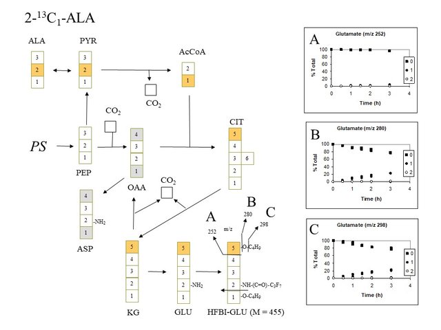 PlantMetabolicFluxAnalysis6.jpg