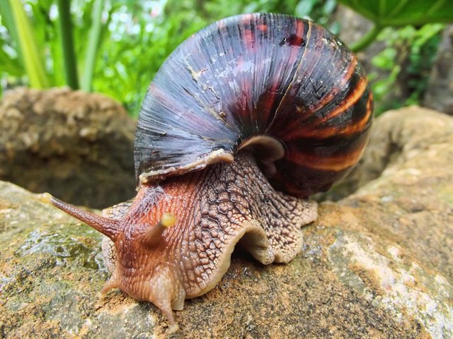 achatina_achatina.jpg