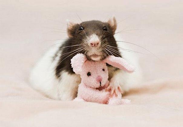 rats-with-teddy-bears-jessica-florence-4.jpg