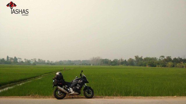 Paddy-fields-of-Thailand.jpg