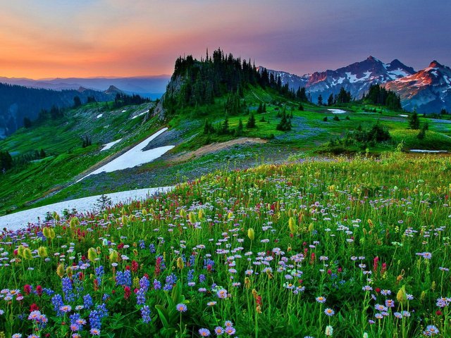 field_of_mountain_flowers_sky_grass_lovely_ultra_3840x2160_hd-wallpaper-1705170-1920x1440.jpg