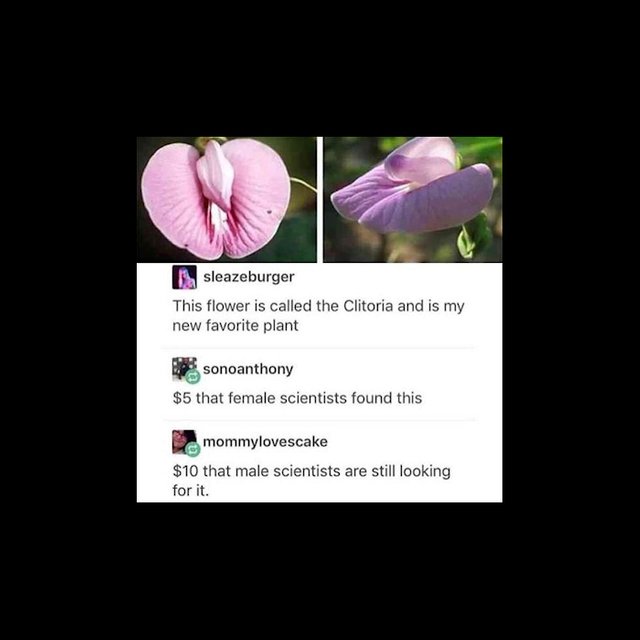 clitoria.jpg