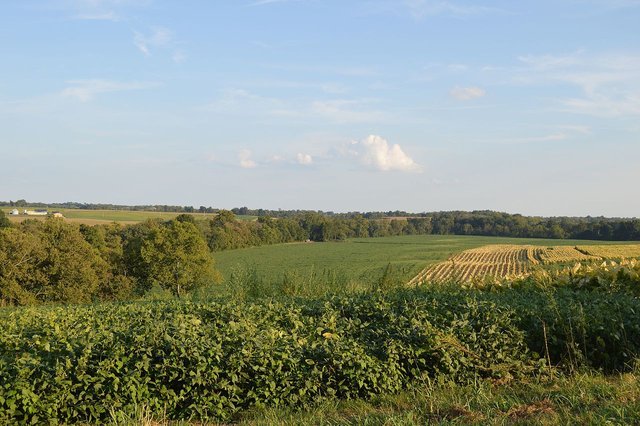 KY1893_tobacco_and_soybeans.jpg