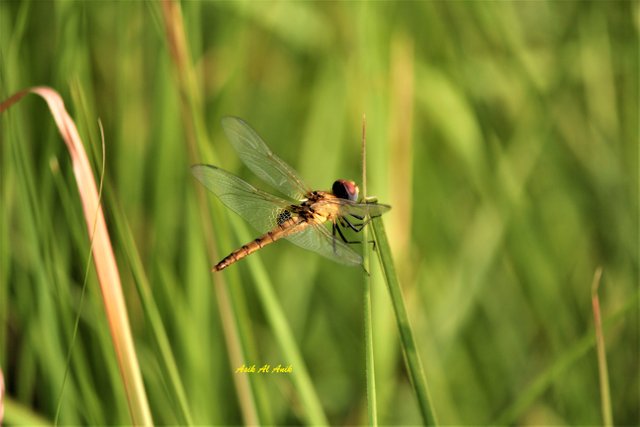 ফড়িং.jpg