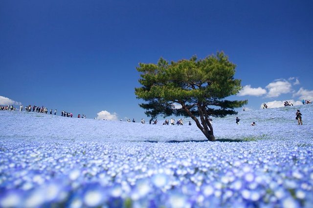 hitachi-seaside-park.jpg