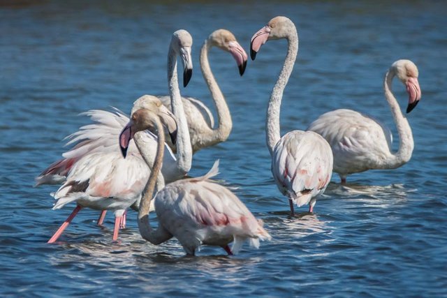 flamingos123.jpg
