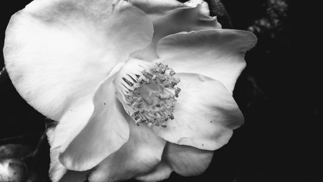 b&w camellia.jpg