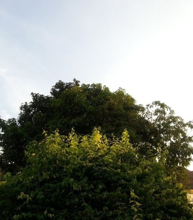 sky and tree8.jpg
