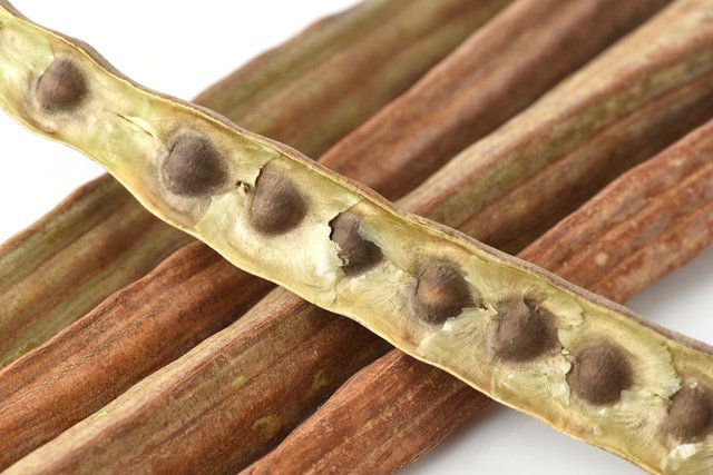 Moringa Pods.jpg