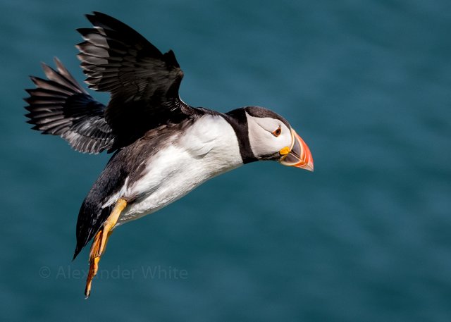 Puffin flying 3-2.JPG