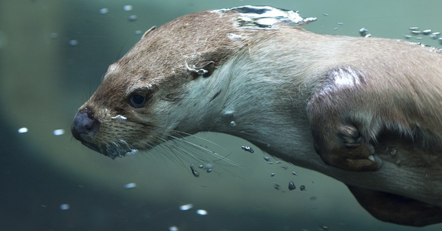 Otter sous l'eau.png