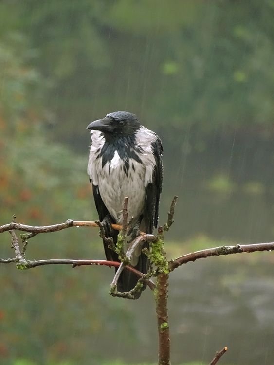 crow_in_the_rain2.jpg