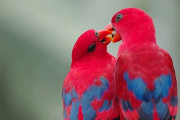 images of love birds with quotes