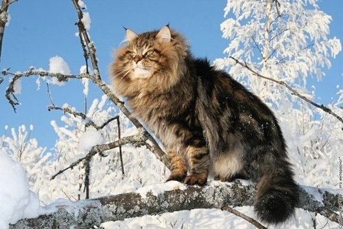 Norwegian Forest Cat.jpg