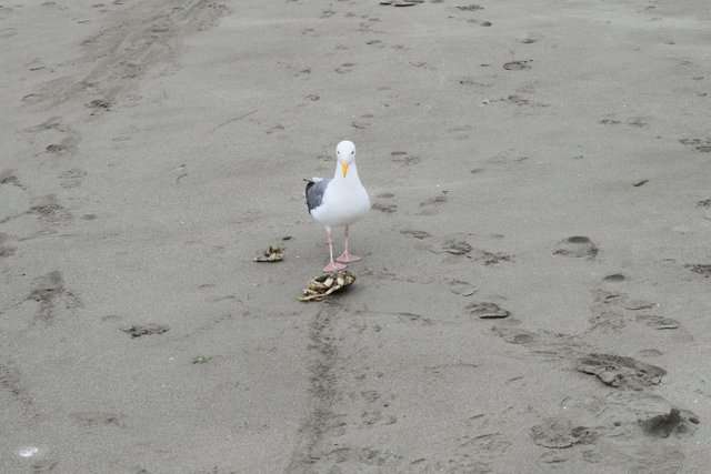 DSC_0103.JPG