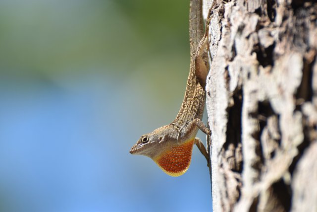 lizard-flaps-dewlap-tree-grip.jpg