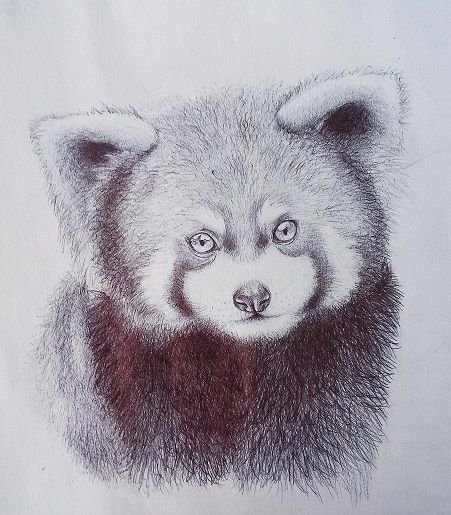 Panda rojo 2.jpg
