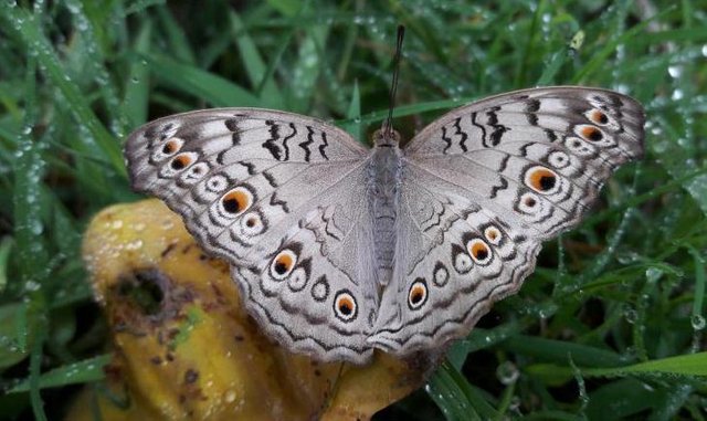 Butterfly.jpg