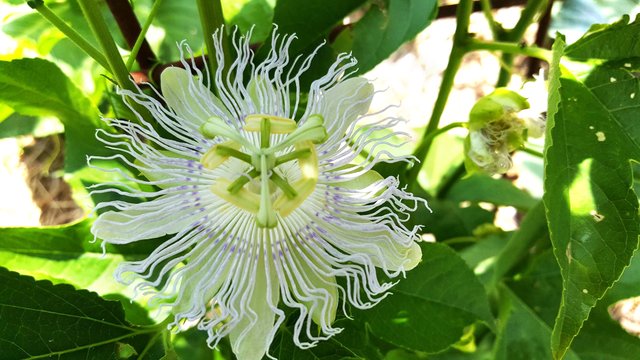 passionflower.jpg