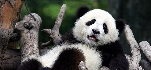 Oso-panda--647x300.jpg