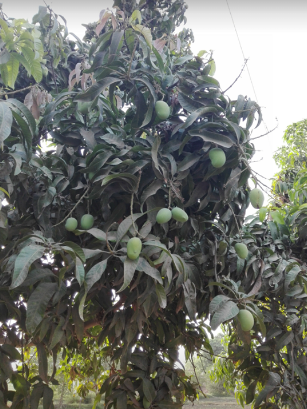 Mango tree in my city.png